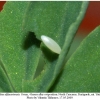 colias alfacariensis ovum1